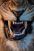 Das Maul eines knurrenden Löwen, Panthera leo