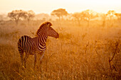 Ein Zebra, Equus Quagga, steht mit einem Sonnenuntergang im Hintergrund