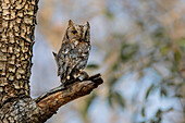 African Scops Owl, Otus senegalensis, perches on a tree