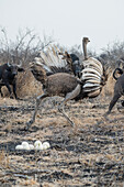 An ostrich chases buffalo to protect its eggs