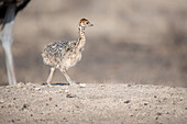 An ostrich chick, Struthio camelus australis, walking