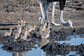 Ostrich chicks, Struthio camelus australis, drink water from a waterhole