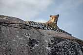 A leopard, Panthera pardus, lies on a boulder, looking out of frame, blue sky background