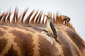 Flock of red billed oxpeckers perched on a giraffe