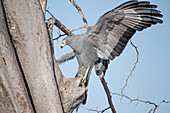 An African harrier-hawk, Polyboroides typus, clings to a tree