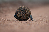 Dung beetles, Scarabaeus zambesianus, roll a ball of dung