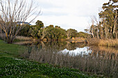 Hohes Schilf und Gras an einem Flussufer, flache, ruhige Flussoberfläche und alte Bäume, Stanford-Wanderweg, Südafrika