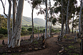 Nature reserve and walking trail, a path through mature blue gum trees and a mountain view, early morning, Stanford Walking Trail, South Africa