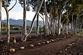Naturschutzgebiet und Wanderweg, ein Pfad durch ausgewachsene Blue Gum Trees und einen Blick auf die Berge, am frühen Morgen, Stanford-Wanderweg, Südafrika