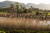 Tall reeds growing on a river bank, view of a tall mountain range across a valley, Stanford Walking Trail, South Africa