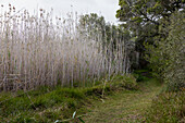 A path through the reeds and trees on a riverbank, Stanford Walking Trail, South Africa