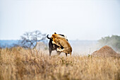 Ein Löwe, Panthera leo, fängt einen Büffel auf einer Lichtung, Syncerus caffer