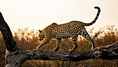 Ein Leopard, Panthera Pardus, balanciert bei Sonnenuntergang auf einem Baumstamm