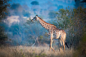 Eine Giraffe, Giraffa camelopardalis giraffa, geht durch eine Lichtung mit einem blauähnlichen Hintergrund