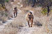 Two lionesses, Panthera leo, walk towards the camera on a dirt track