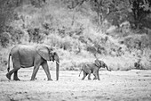 An African elephant and calf, Loxodonta africana, walk through a clearing, side on, in black and white