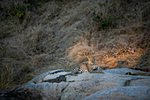 A female leopard, Panthera pardus, lies on a boulder in sunlight, ears back.