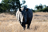 A white rhino, Ceratotherium simum, stands in short, dry grass, direct gaze.