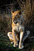 A lioness, Panthera leo, sits, looking out of frame