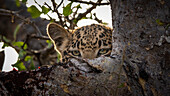 Ein Leoparden-Jungtier, Panthera Pardus, späht über einen Ast in einem Baum