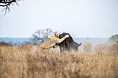 Ein Löwe, Panthera leo, greift einen Büffel, Syncerus caffer, an und springt auf seinen Rücken