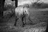 An elephant calf, Loxodonta africana, walks through a clearing