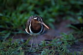 A greater painted snipe, Rostratula benghalensis, on the ground.