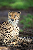 A portrait of a male cheetah, Acinonyx jubatus, lying down