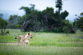 Eine Löwin, Panthera leo, geht durch eine offene Lichtung mit grünem Gras