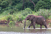 Ein Elefant, Loxodonta africana, überquert einen Fluss