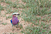 A lilac-breasted roller, Coracias caudatus, standing on the ground