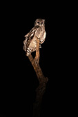 A Vereaux Eagle Owl, Bubo lacteus, sits on a dead tree at night, direct gaze
