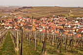 Blick durch Weinreben auf Birkweiler, Deutsche Weinstraße, Südwestpfalz, Rheinland-Pfalz, Deutschland, Europa