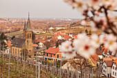 View of Birkweiler, blurred almond blossoms in the foreground, German Wine Route, Palatinate Almond Path, Southwest Palatinate, Rhineland-Palatinate, Germany, Europe