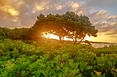 Wacholderbäume in der Morgenstimmung am Strand von Son Xoriguer, Menorca, Balearen, Balearische Inseln, Spanien, Europa
