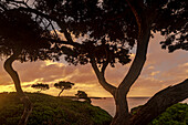 Wacholderbäume in der Morgenstimmung am Strand von Son Xoriguer, Menorca, Balearen, Balearische Inseln, Spanien, Europa