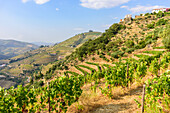 Weingärten im Weinbaugebiet Alto Douro bei Pinhao, Portugal