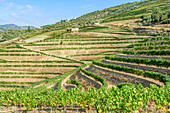 Vineyards in the Alto Douro wine region near Pinhao, Portugal
