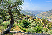 Olive tree and vineyards in the Douro Valley near Pinaho, Portugal