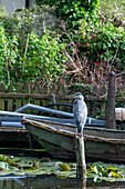 Gray Heron, Gray Heron, Amsterdam, North Holland, Netherlands