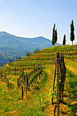 Vineyard with Mountain View and Cypress Tree in Morcote, Ticino, Switzerland.