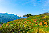 Schloss und Weinberg mit Blick auf die Berge an einem sonnigen Sommertag in Morcote, Tessin, Schweiz.
