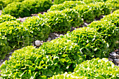 Lettuce cultivation with Lollo Bionda in the Vilstal near Mettenhausen in the Dingolfing-Landau district in Lower Bavaria, Bavaria, Germany