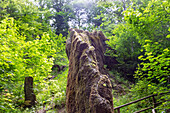 Growing rock of Usterling near Landau an der Isar in Niederbayern, Bavaria, Germany