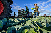 Cabbage cultivation/harvesting, Dithmarschen, North Sea Coast, Schleswig Holstein, Germany, Europe