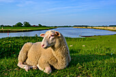 Schafe auf dem Deich, An der Eider in Friedrichstadt, Natur und Landschaft an der Eider, Nordfriesland, Nordseeküste, Schleswig Holstein, Deutschland, Europa
