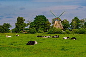 windmill with cows near Stapel on the Eider; Nature and landscape at the Eider, North Friesland, North Sea coast, Schleswig Holstein, Germany, Europe