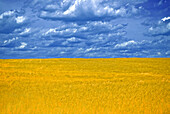 Golden Field of Grass and Cloudy Blue Sky