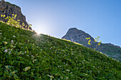 Rays of sunshine, mountain meadow, ascent to the Kemptner Hütte, long-distance hiking trail E5, crossing the Alps, Oberstdorf, Bavaria, Germany