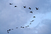 Cranes in formation flight, Kranich, Grus grus, Diepholzer Moor, Lower Saxony, Germany